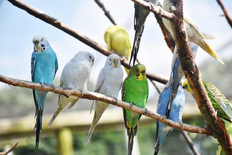 parrots, birds, perched, animals, feathers, plumage, beaks, bills, bird watching, ornithology, animal world, nature, parrots, parrots, parrots, parrots, parrots, birds