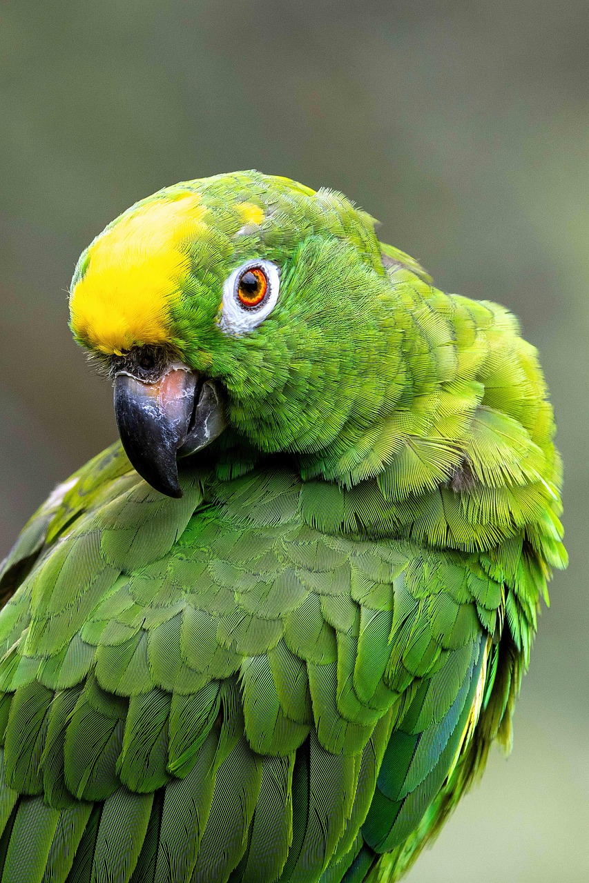 parrot, bird, macaw, plumage, amazon, exotic, colorful, ornithology, nature, aviary, yellow-fronted amazon parrot, amazon parrot