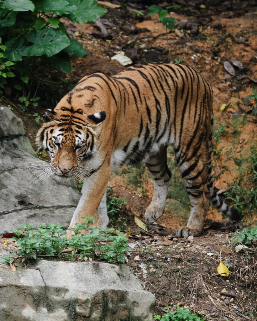 A Bengal Tiger walking through its natural jungle habitat showcasing its majestic stripes.