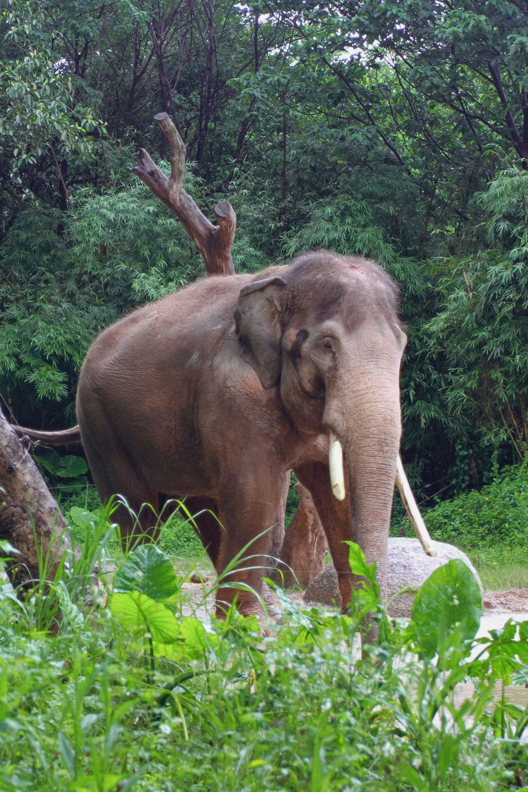 Asian elephant standing in lush greenery, showcasing its majestic presence in a forest setting. Beautiful wildlife photography.