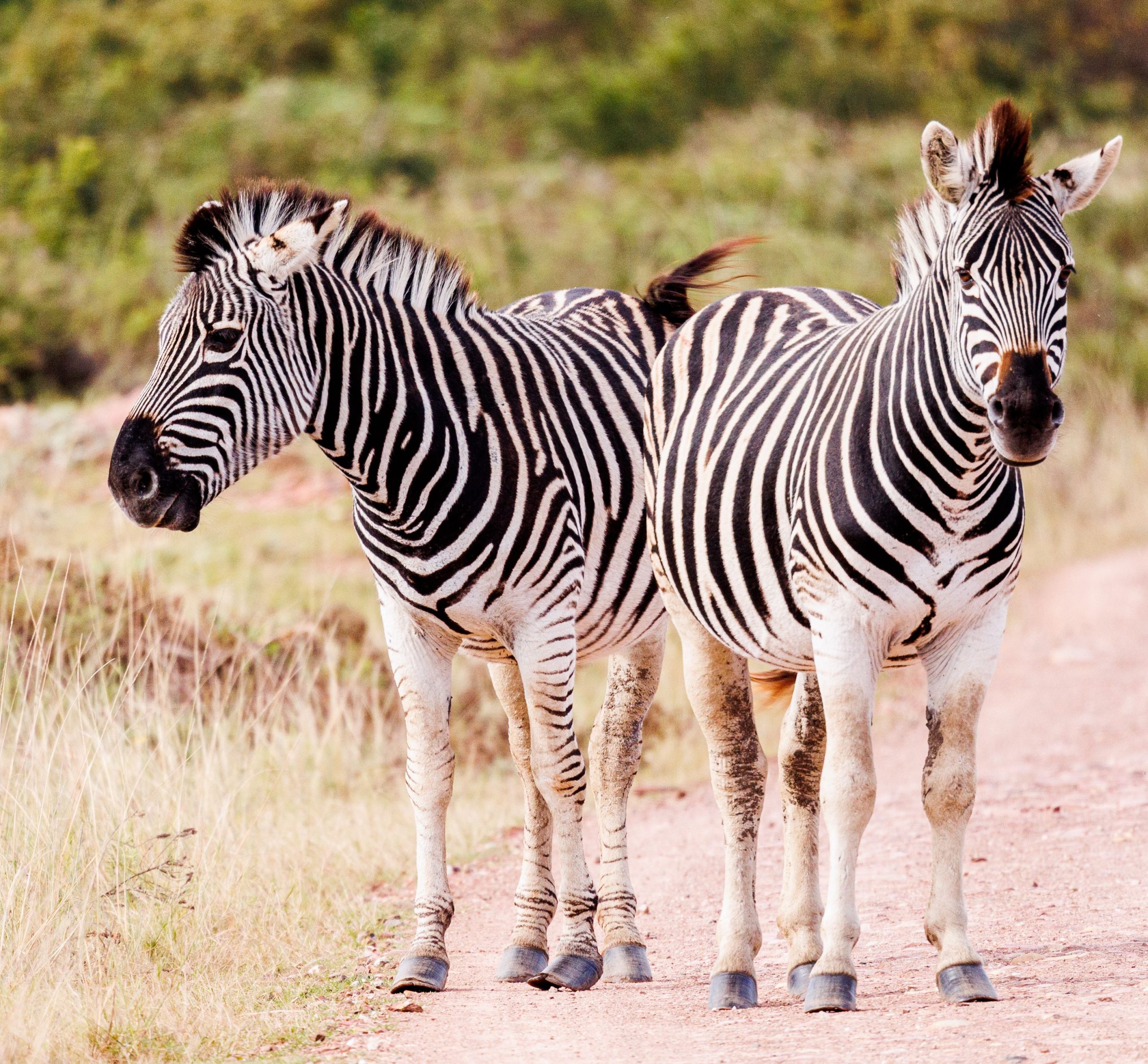 Two plains zebras walking on a dirt road in a natural savanna setting.