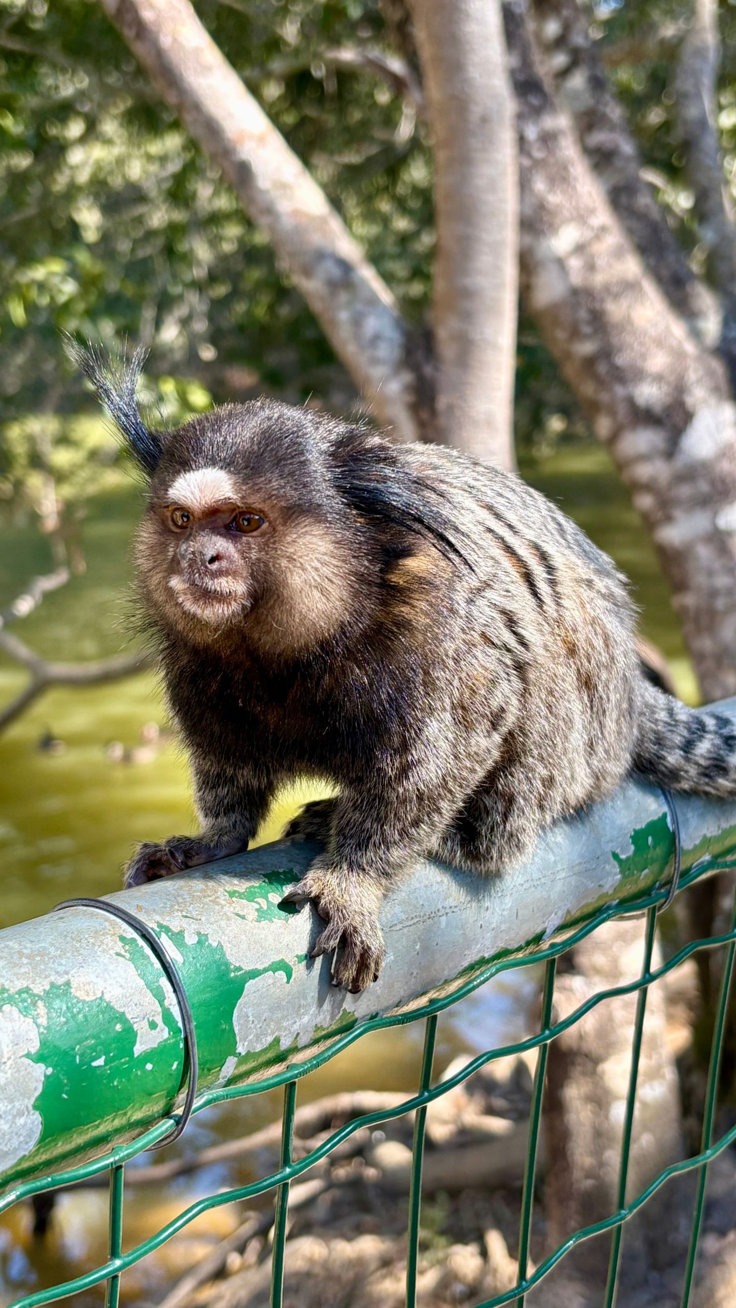 A cute marmoset sits on a fence in a lush forest setting.