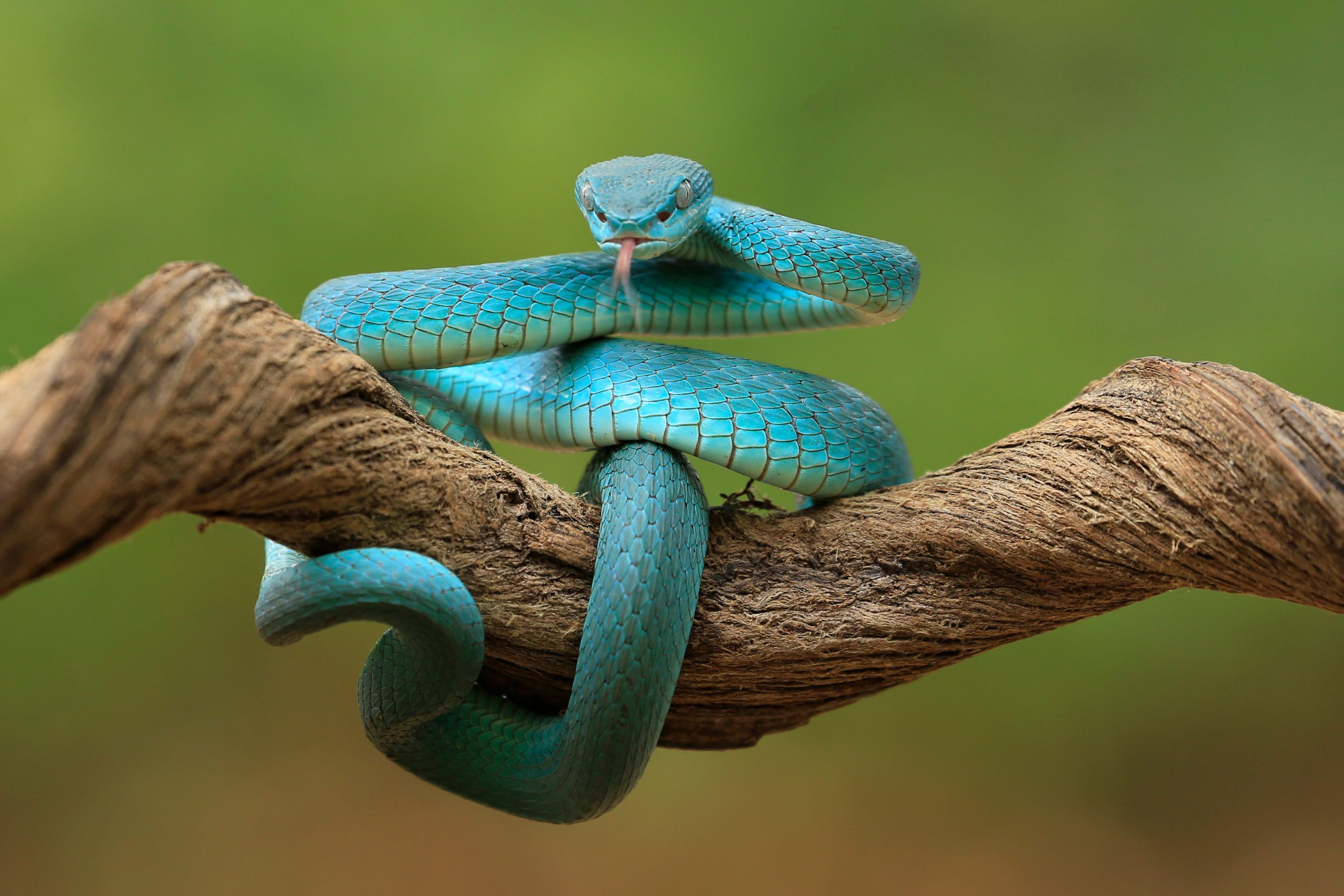 Close-up of a vibrant blue viper snake coiled on a branch with a natural green background.