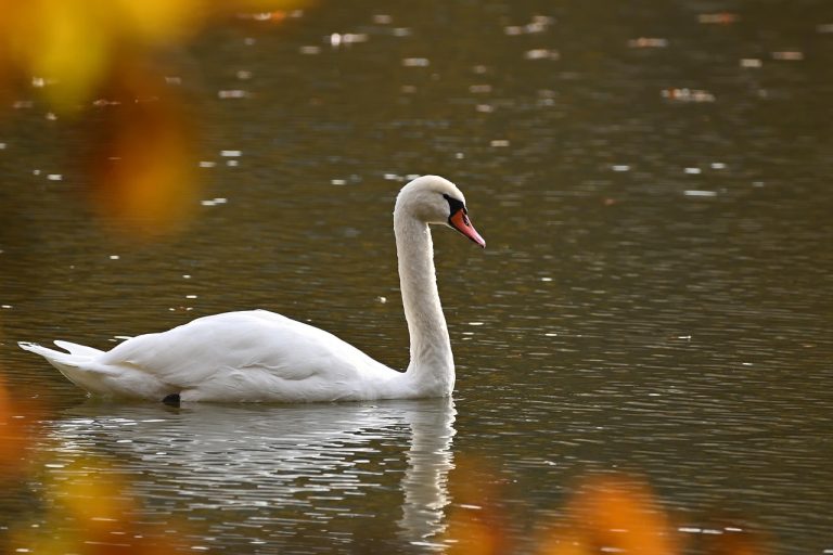 mute swan, swan, bird, animal, wildlife, waterfowl, water bird, aquatic bird, plumage, lake, nature, ornithology