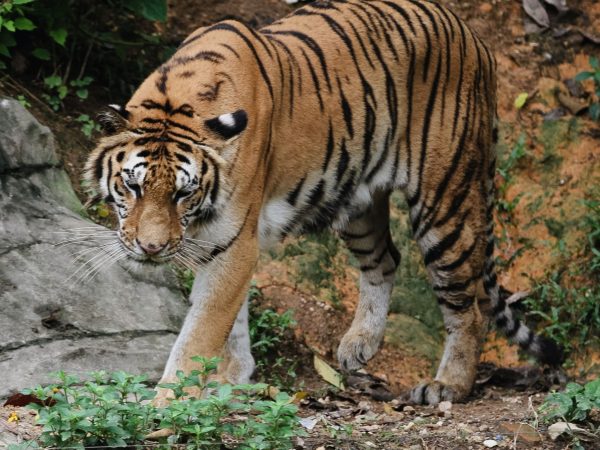 A Bengal Tiger walking through its natural jungle habitat showcasing its majestic stripes.